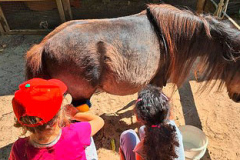 ponyhof_1